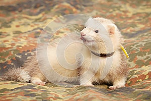 Fluffy ferret relaxing on camou blanket