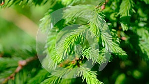 Fluffy fir-needles, sunny day