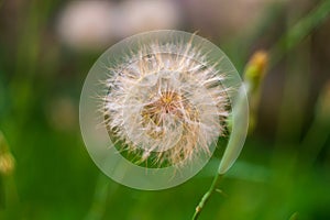 The fluffy flower of the Salsify or tragopogon plant with seeds with fluffy pappus, which have high aerodynamic photo