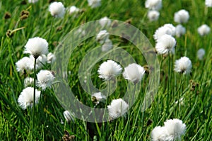 Fluffy flowers of Eriophorum vaginatum (cottongrass, cotton-grass or cottonsedge), growing by the side of the brook