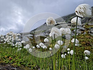 Fluffy flowers high in the mountains that defy extreme weather