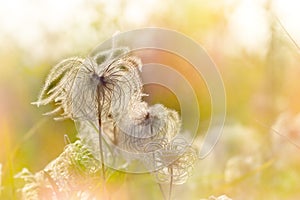 Fluffy flowers - seeds