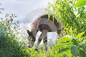 Fluffy foal in the meadow