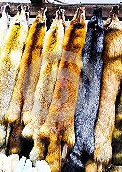 Fluffy fox skins on the market. Animal skins with fur hanging in the market for sale