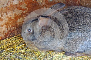 Fluffy foxy rabbit