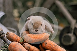 Fluffy foxy rabbit with carrot on autumn background