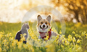 fluffy friends a corgi dog and a tabby cat sit together in a sunny spring meadow