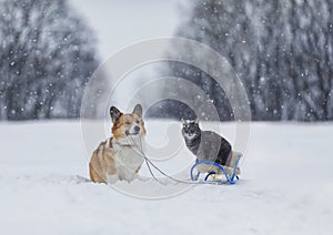 Fluffy friends dog corgi carries a striped cat on a sled