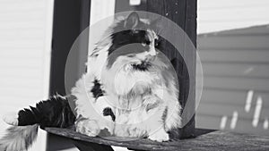 A fluffy, full and impudent cat sits on the street, looks to the side against the background of the street exterior