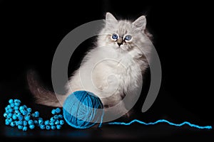 Fluffy funny kitten Nevskaya Masquerade , playing with a ball of woolen threads on a black background.