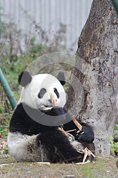 Sleeping Baby Panda in China