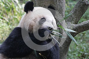 Fluffy Giant Panda Cub in Chongqing, China