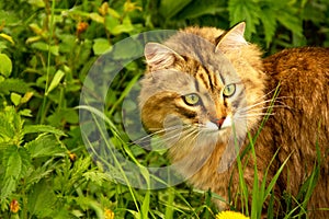 Fluffy ginger cat in the garden in the greenery, walks and eats grass