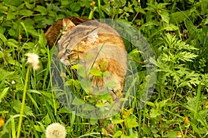 Fluffy ginger cat in the garden in the greenery, walks and eats grass