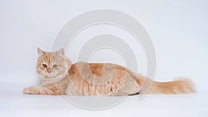 Fluffy ginger cat lies and then gets up and looks at the camera on white background.