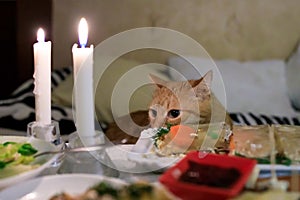 Fluffy ginger cat looks and sniffs food on the festive table