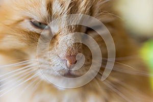 fluffy ginger cat lying on wooden floor in profile.