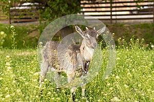 Fluffy goat among high grass and wild flowers