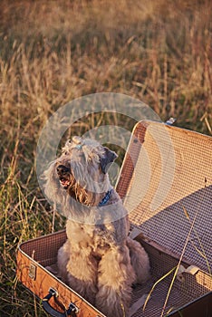 A fluffy golden dog sits in a vintage suitcase.