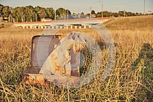 A fluffy golden dog sits in a vintage suitcase.