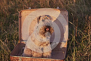 A fluffy golden dog sits in a vintage suitcase.