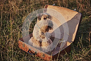 A fluffy golden dog sits in a vintage suitcase.