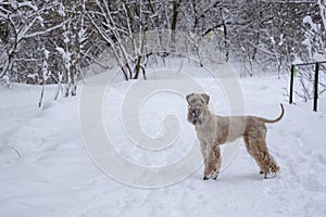 Fluffy golden dog on a walk in a snowy park.