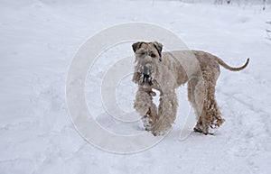 Fluffy golden dog on a walk in a snowy park.