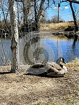 Fluffy goose relaxing in the sun at Mylar park , Cheyenne, Wyoming.