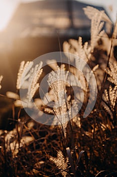 Fluffy grass seeds glow sunset autumn fall