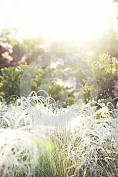 Fluffy grass on the sun