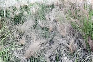 Fluffy grass in wind. Backdrop, background