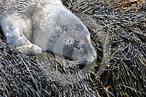 Fluffy Gray Baby Seal Pup in Casco Bay Maine