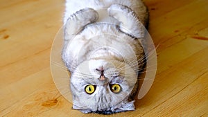 fluffy gray beautiful adult cat breed scottish very close portrait isolated. Lying on the wooden floor.