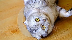 fluffy gray beautiful adult cat breed scottish very close portrait isolated. Lying on the wooden floor.