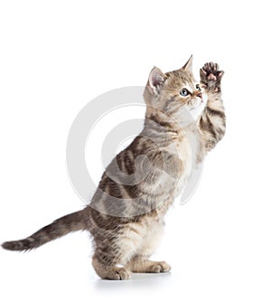 Fluffy gray cat kitten, breed scottish straight, playing over white background