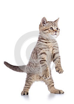 Fluffy gray cat kitten, breed scottish straight, playing over white background