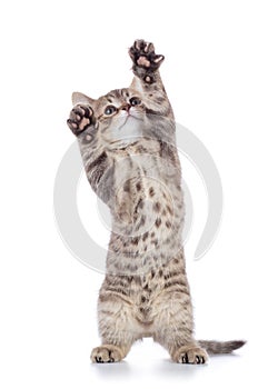 Fluffy gray cat kitten, breed scottish straight, playing over white background