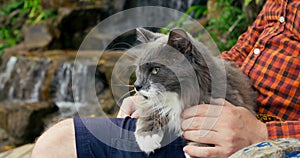 Fluffy gray cat sits comfortably in person arms. Man strokes cat, he sits comfortably in sun lounger on lake in jungle