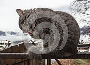 Fluffy gray cat sits on fence and is washing his paw. frosty morning in the mountains. close-up gray fluffy Persian kitty Maine