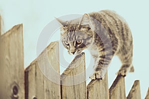 Fluffy gray cat walking on a old wooden fence.