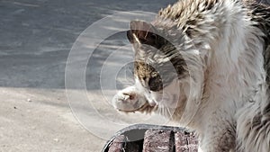 Fluffy gray cat washes and licks its paw and sits on a wooden bench outside, close-up