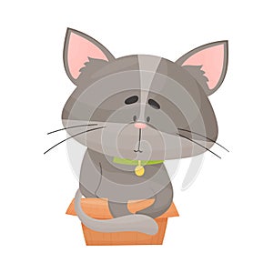 Fluffy Gray Colored Cat Sitting Inside Carton Box Vector Illustration