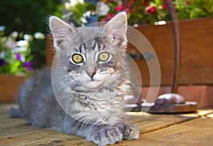 Fluffy Gray Kitten