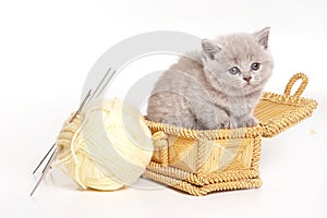 Fluffy gray kitten in a box and wool