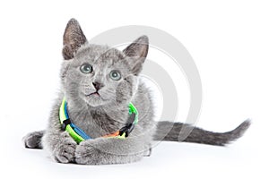 Fluffy gray kitten of a Russian blue cat