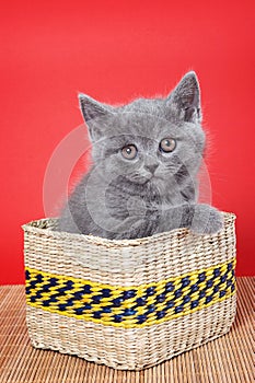 Fluffy gray kitty british sits in a box