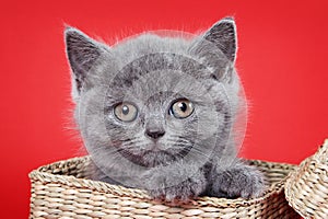 Fluffy gray kitty british sits