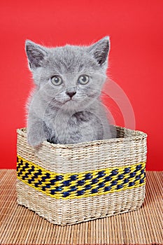 Fluffy gray kitty british sits