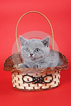 Fluffy gray kitty british sits